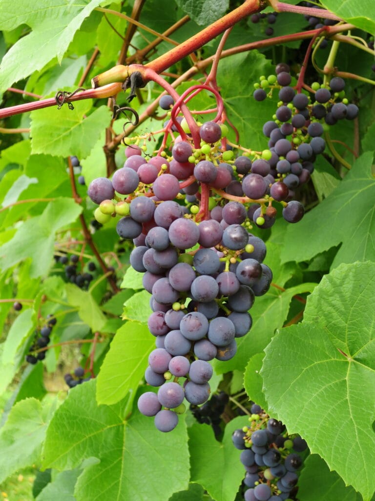 Kuvassa on tumman violetiksi kypsyviä Zilga-rypäleitä.
