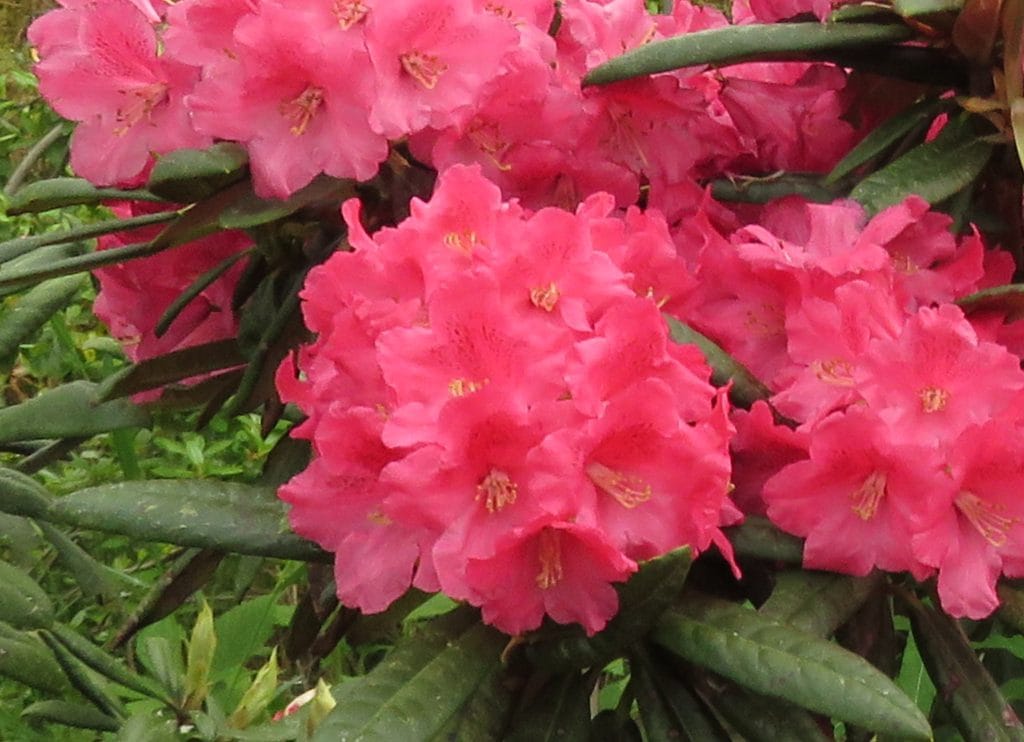 Kuvassa on purppuranpunertavakukkainen alppiruusu Teuvo.