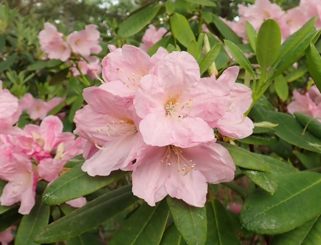 Kuvassa on vaaleanpunainen alppiruusu Ritva.