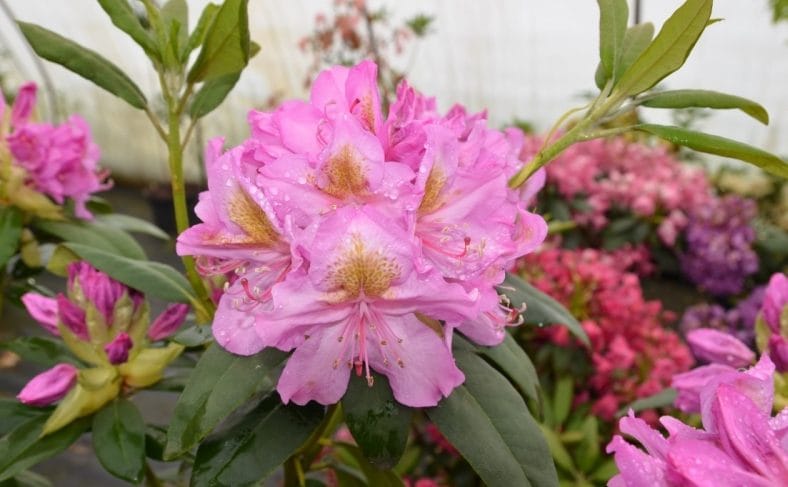 Kuvassa on alppiruusu Late Kiss.