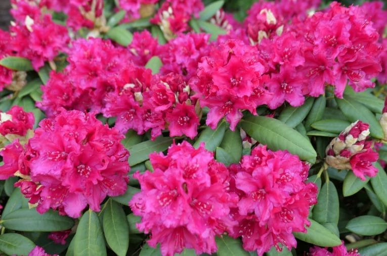 Kuvassa on alppiruusu Neon Kiss.