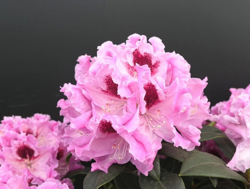 Kuvassa on alppiruusu Royal Butterfly.