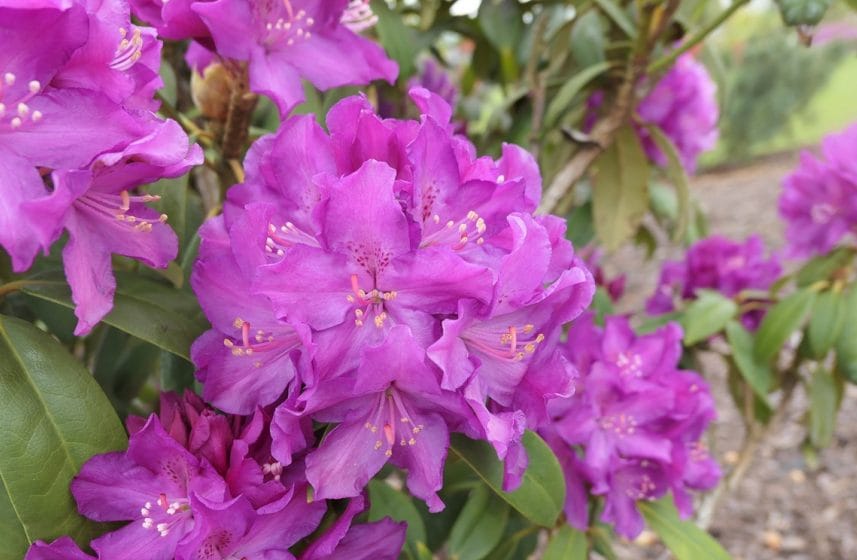 Kuvassa on alppiruusu Royal Lilac.