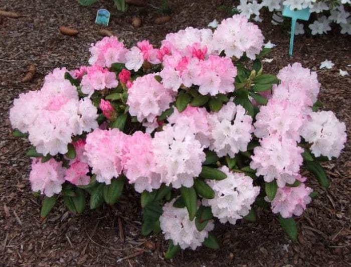 Kuvassa on alppiruusu Royal Rosy.