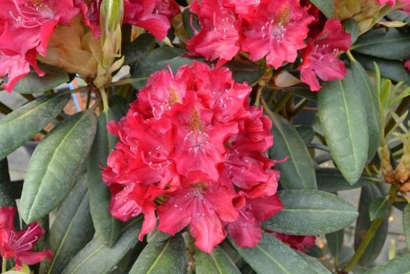 Kuvassa on alppiruusu Royal Scarlet.