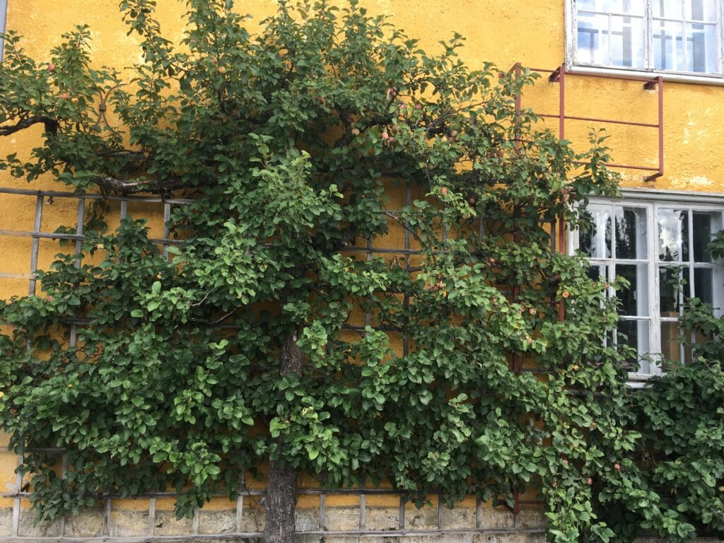Kuvassa on säleikköomenapuu.