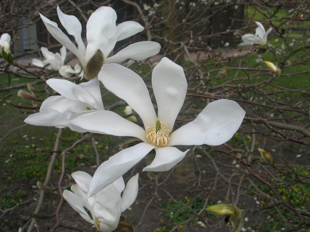 Magnoliat