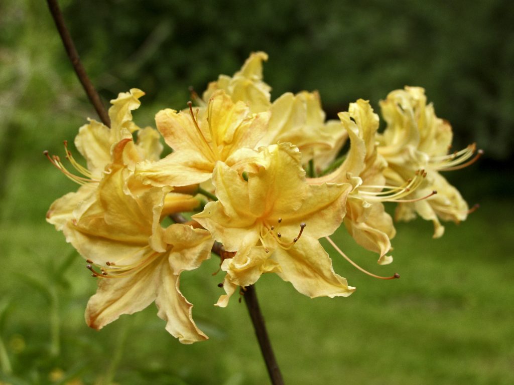 Kuvassa on keltainen revontuliatsalea Golden Lights.