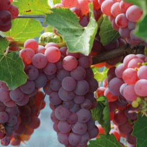 Kuvassa on punavioletteja 'Somerset Seedless' -viiniköynnöslajikkeen rypäleitä.