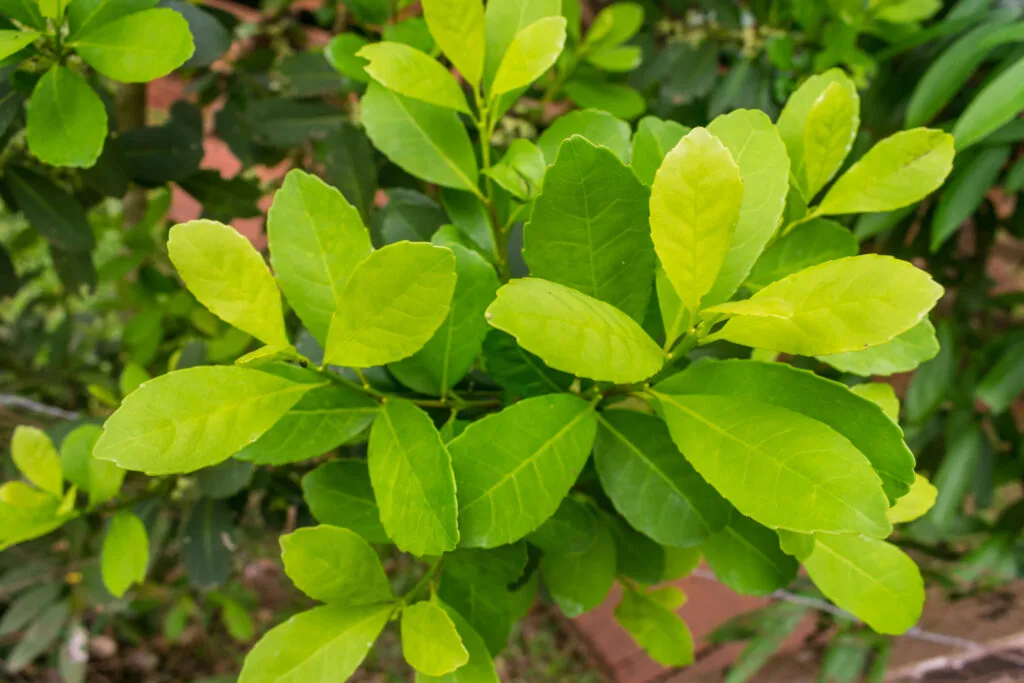Kuvassa on yerba mate -kasvi.