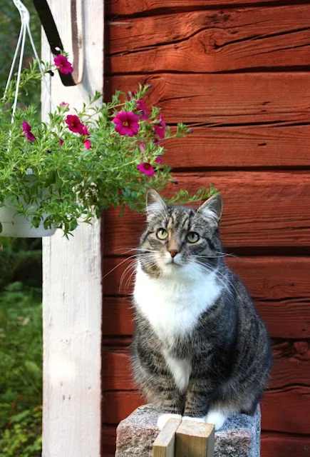 Kuvassa on Puutarhakissa-Pena ja kukoistava amppeli